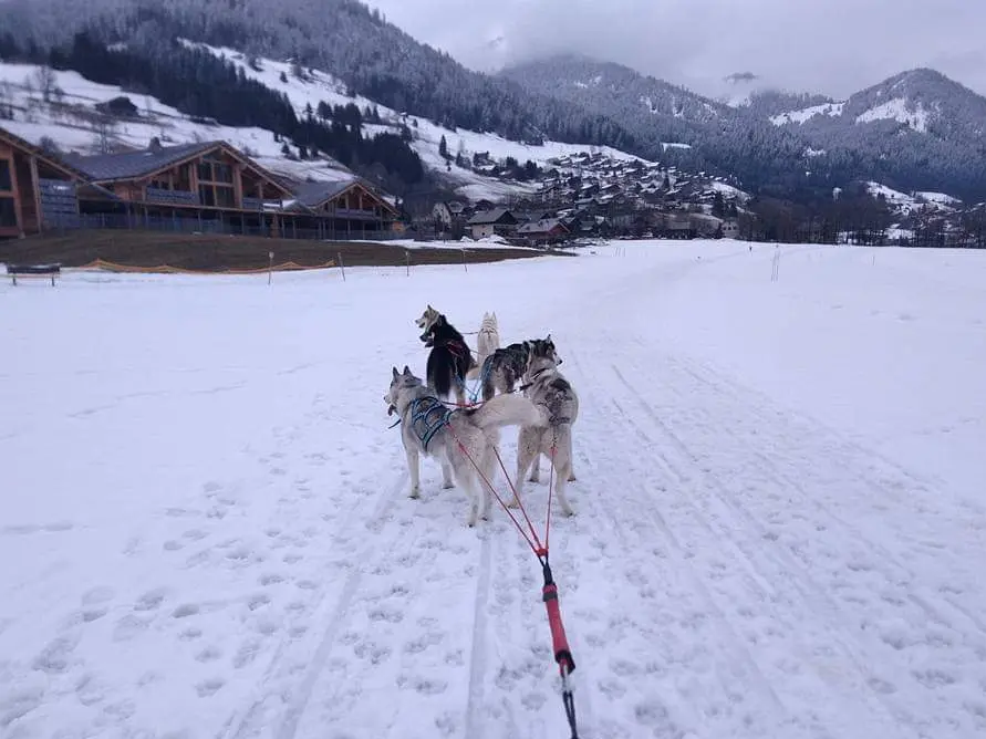 Balade avec les chiens