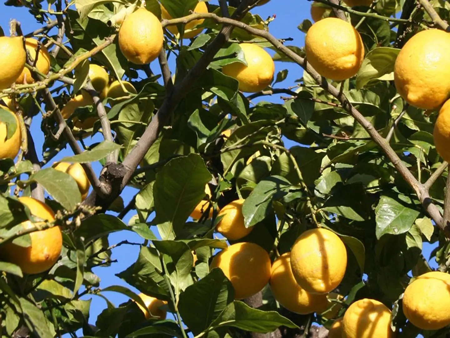 Citronniers de Menton