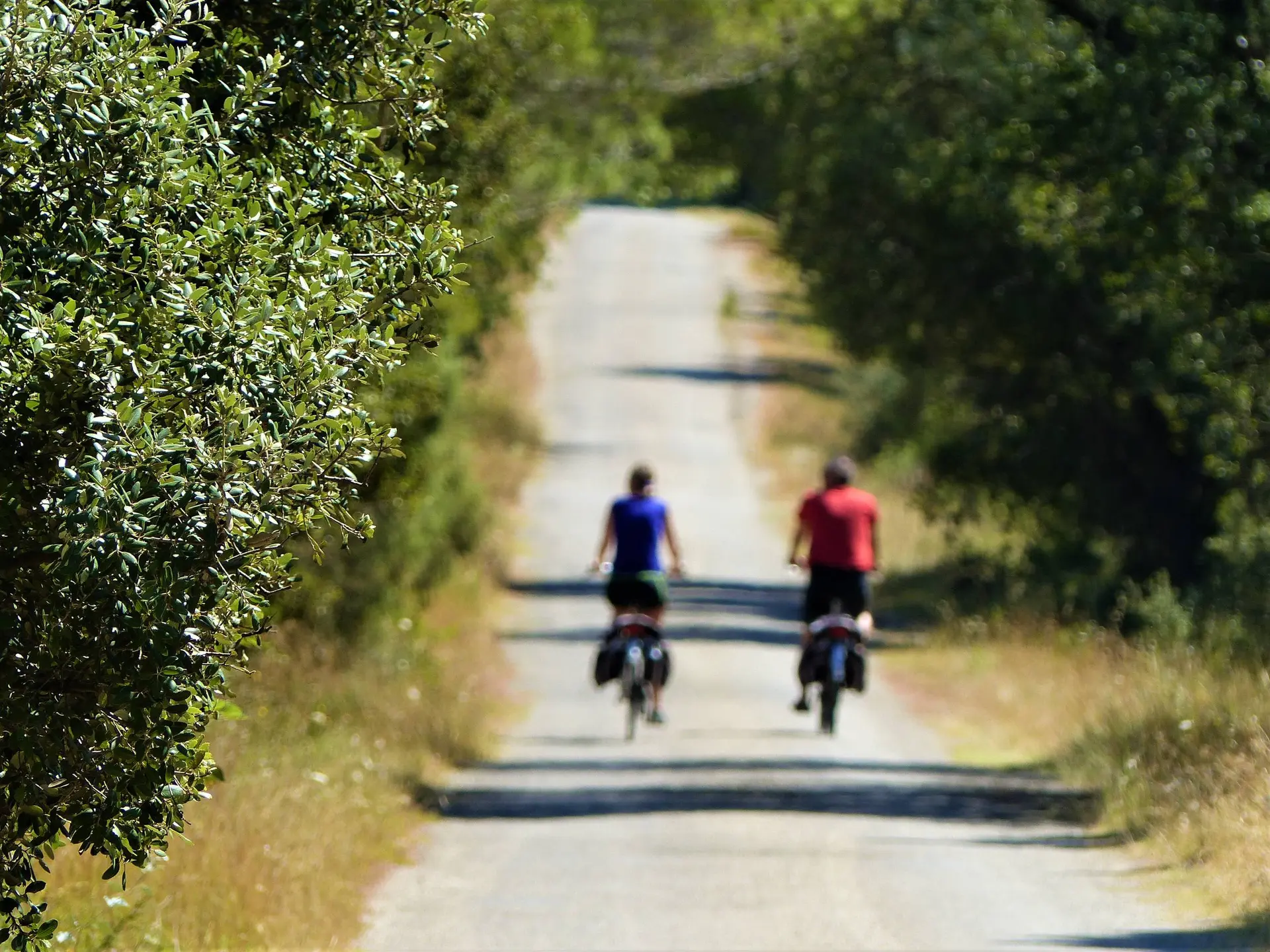 Sur les routes des Alpilles, bordées d'oliviers