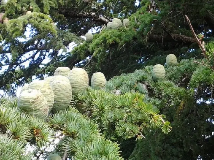 Foret-de-Saint-Lambert