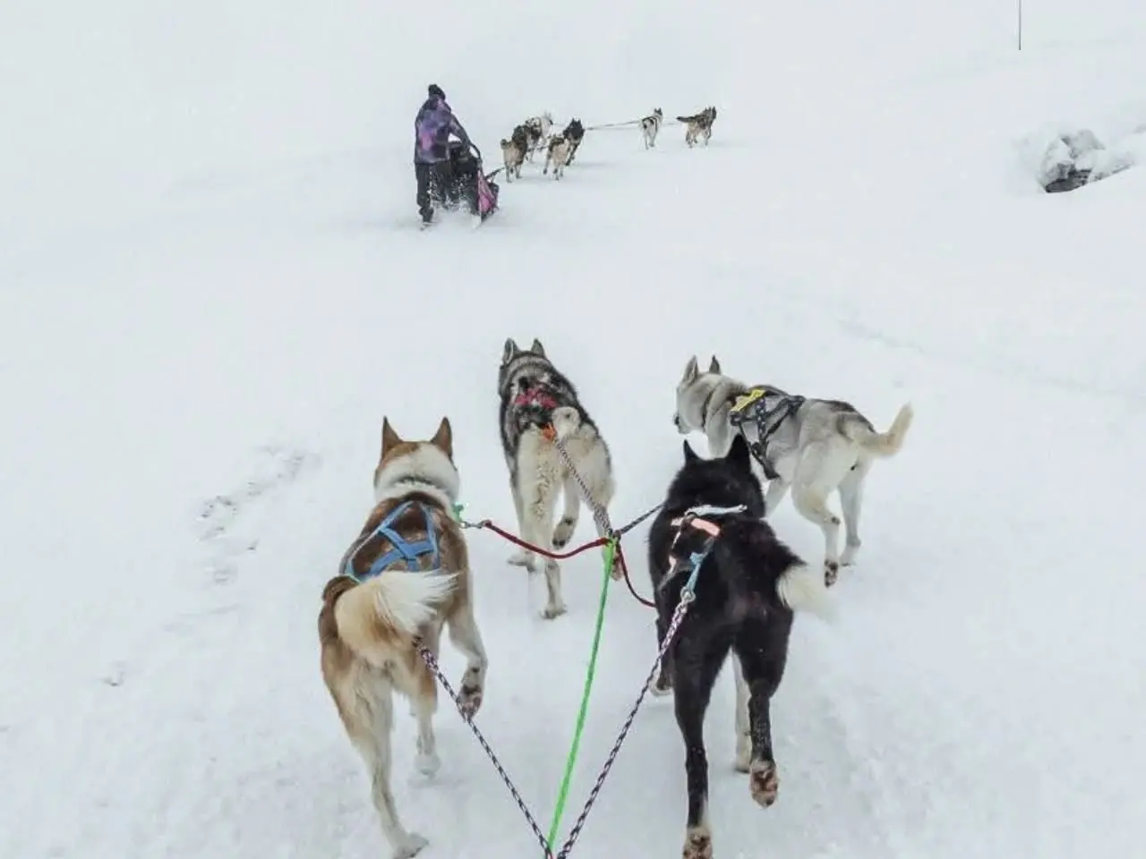 Chiens de traîneau randonnée aventure - Alpi Traineau_Saint-Léger-les-Mélèzes