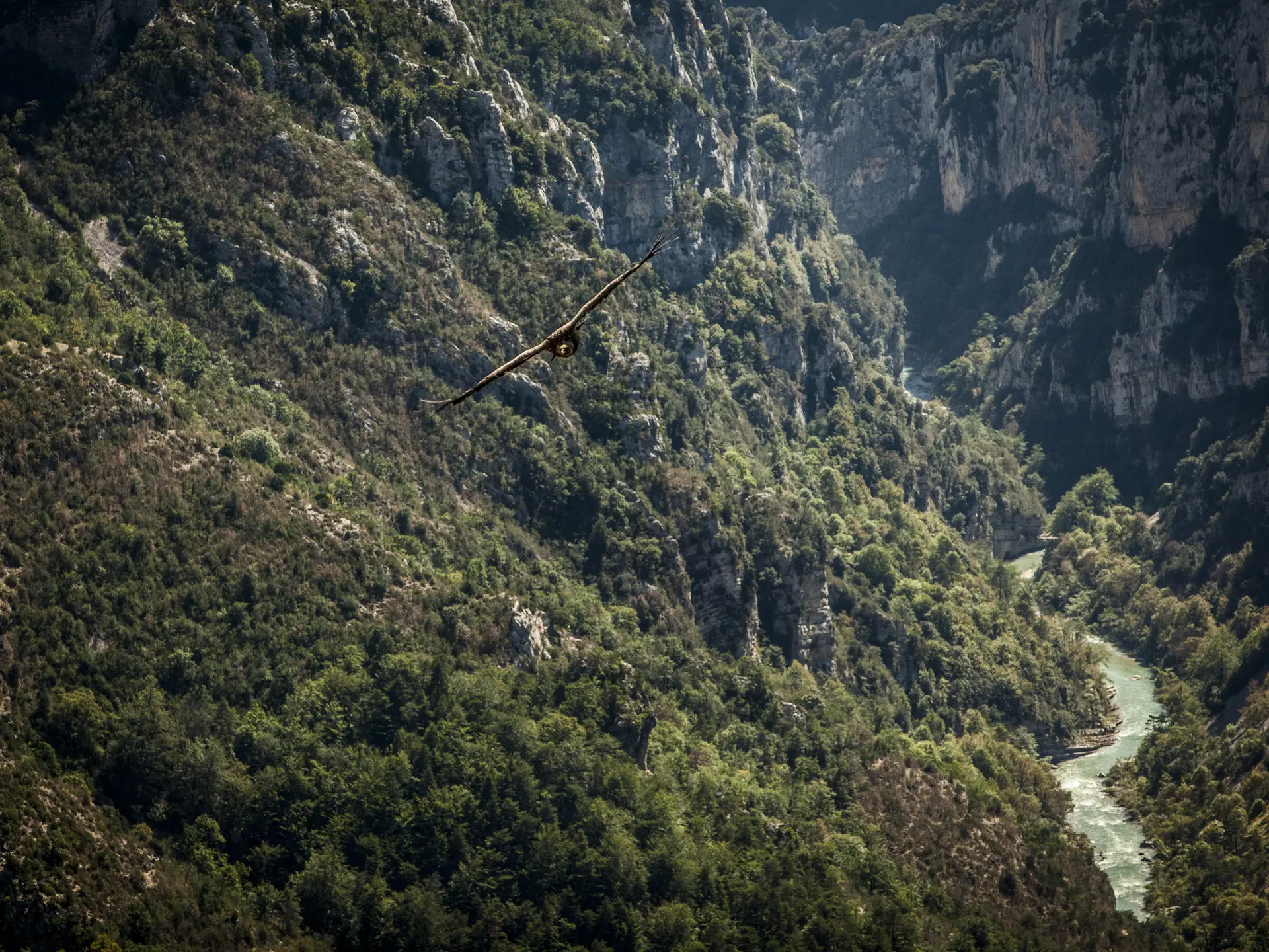 Vautour dans les Gorges du Verdon