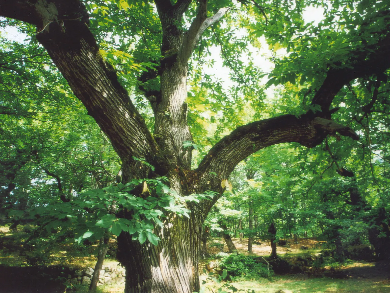 Chataigneraie de Braux