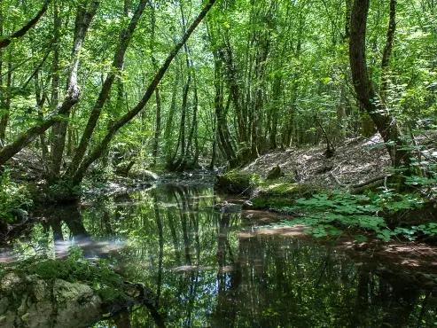 Saint Paul en Forêt