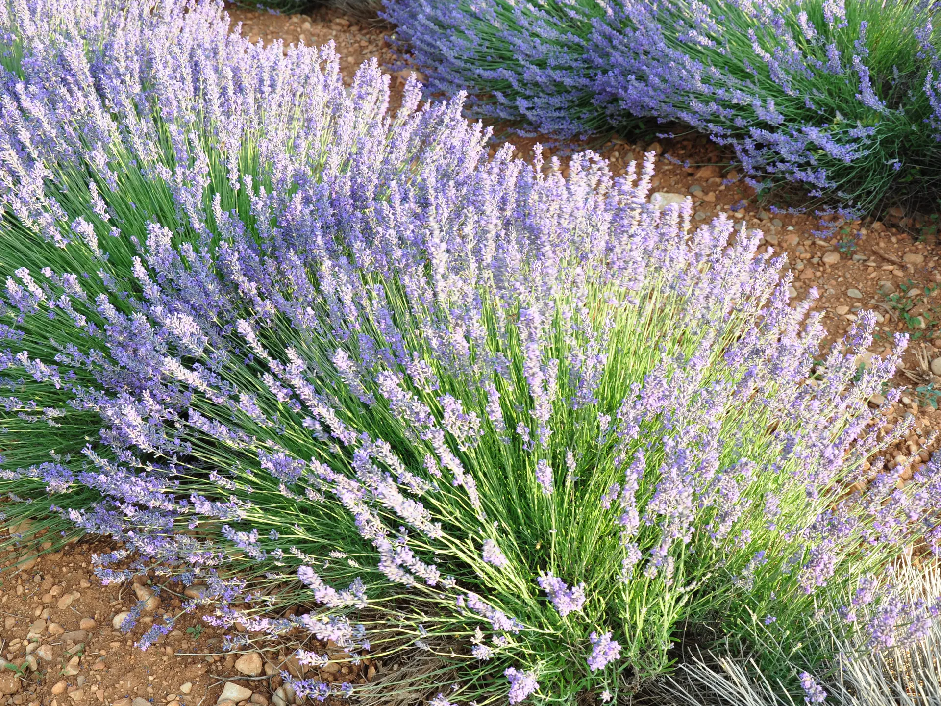 Lavande Argens