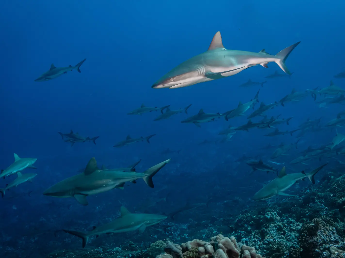 Le Mur De Requins Gris