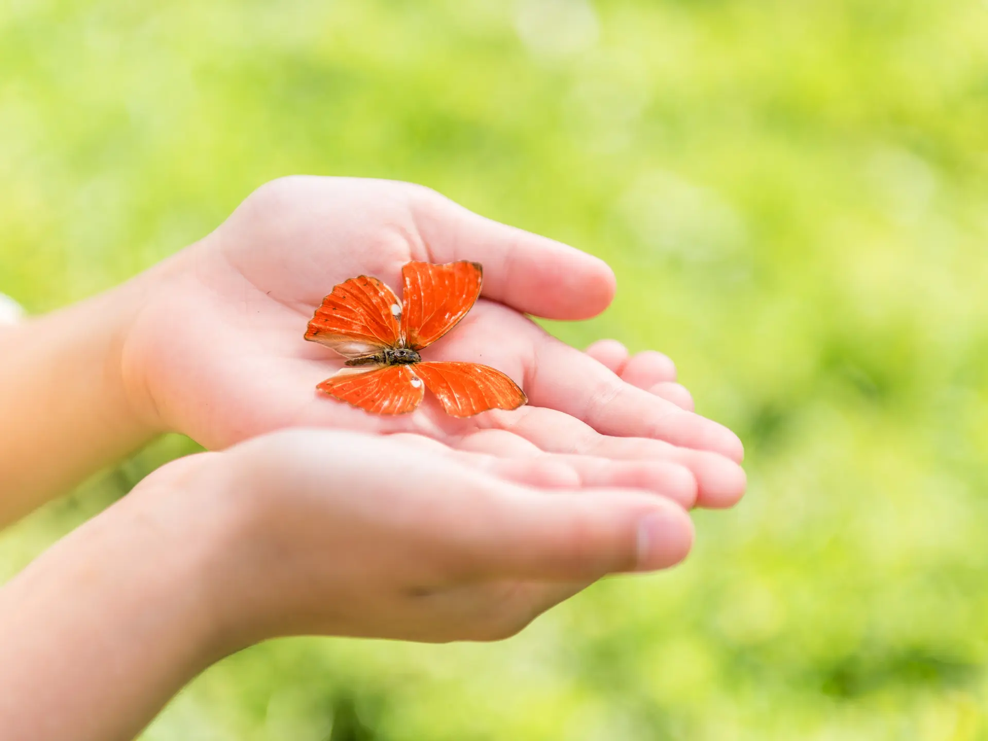 photo de mains avec fleur