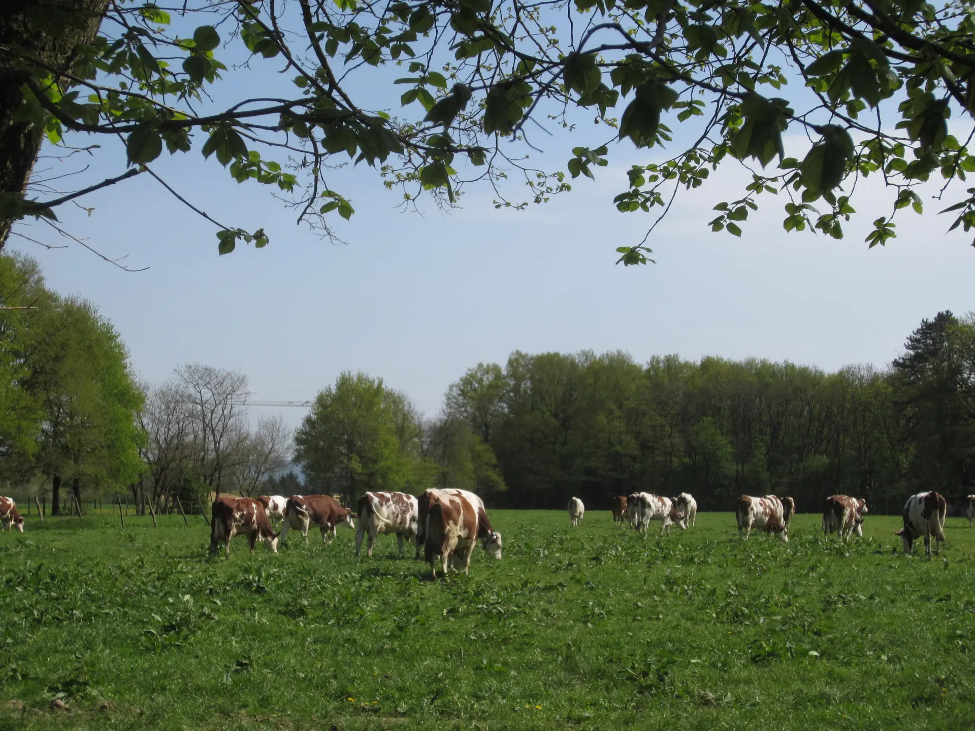 Vaches laitières au pré