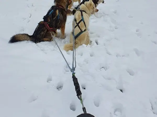 Deviens un vrai petit musher !