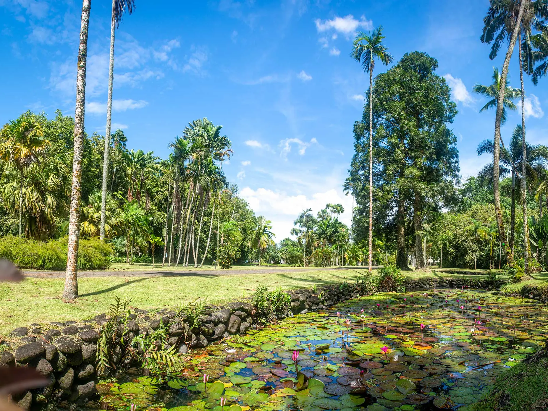 Jardin Botanique Harrison Smith