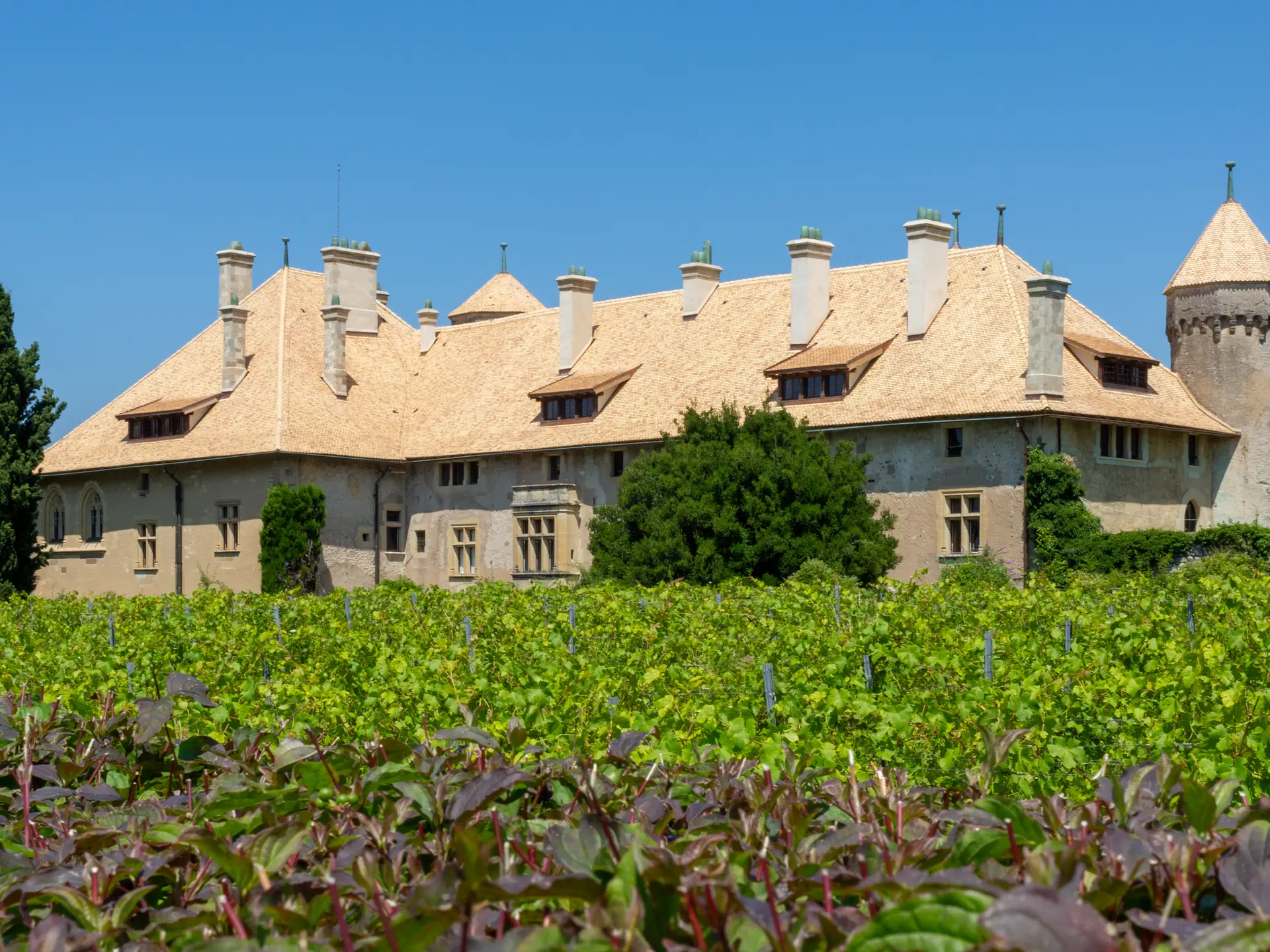 Vue sur le château de Ripaille depuis les vignes