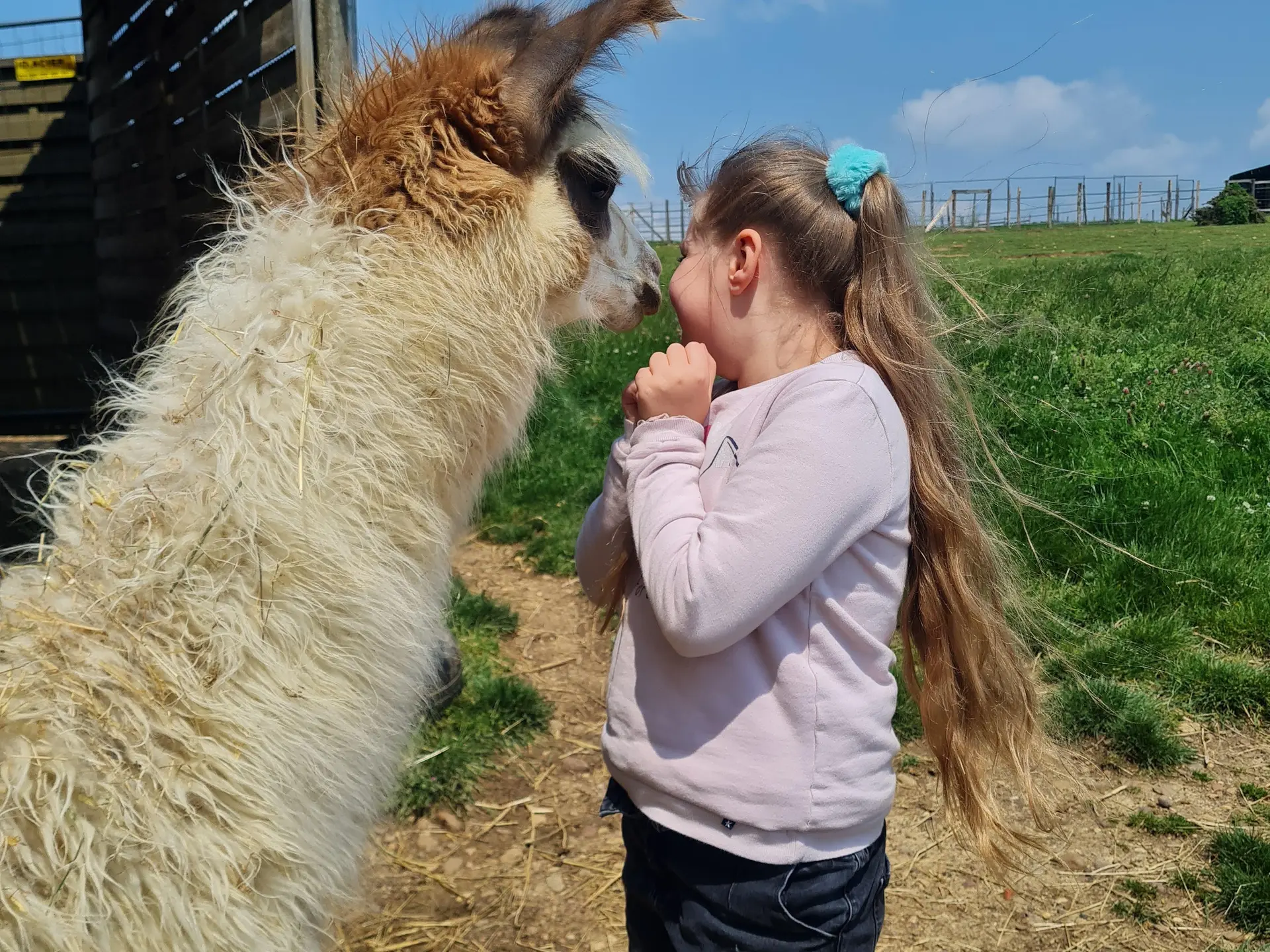 photo montrant une enfant avec un lamas