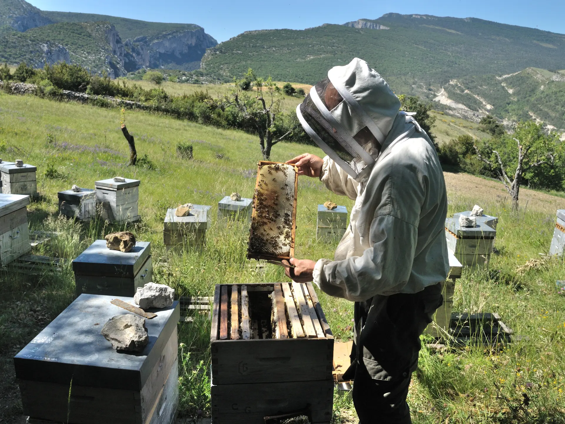 Les ruches de Miel & Délices du Verdon