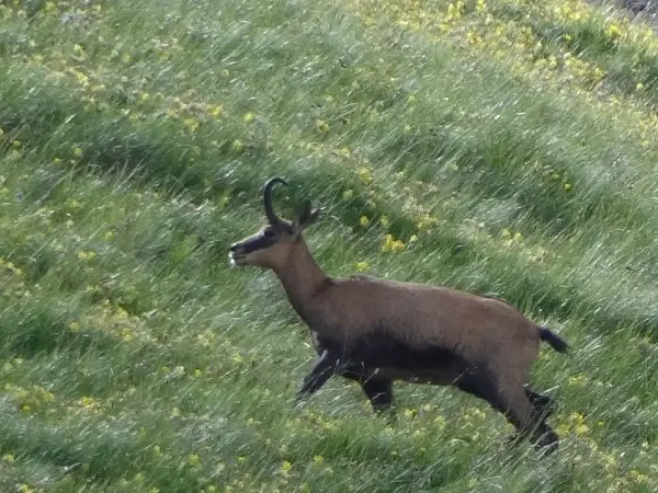 Chamois