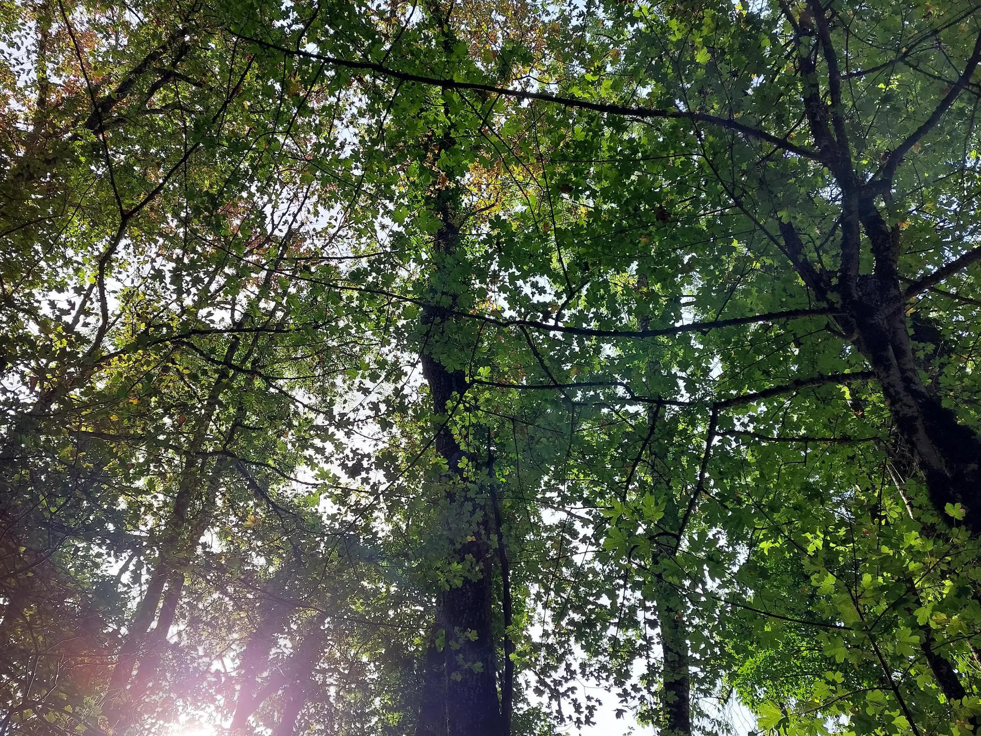 Sophro-balades et ateliers en plein air de sophrologie caycédienne