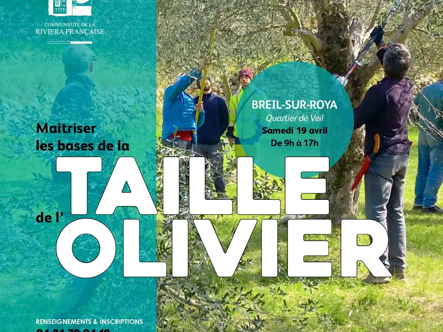 Stage de formation taille des oliviers
