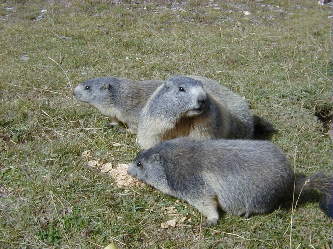 Marmottes