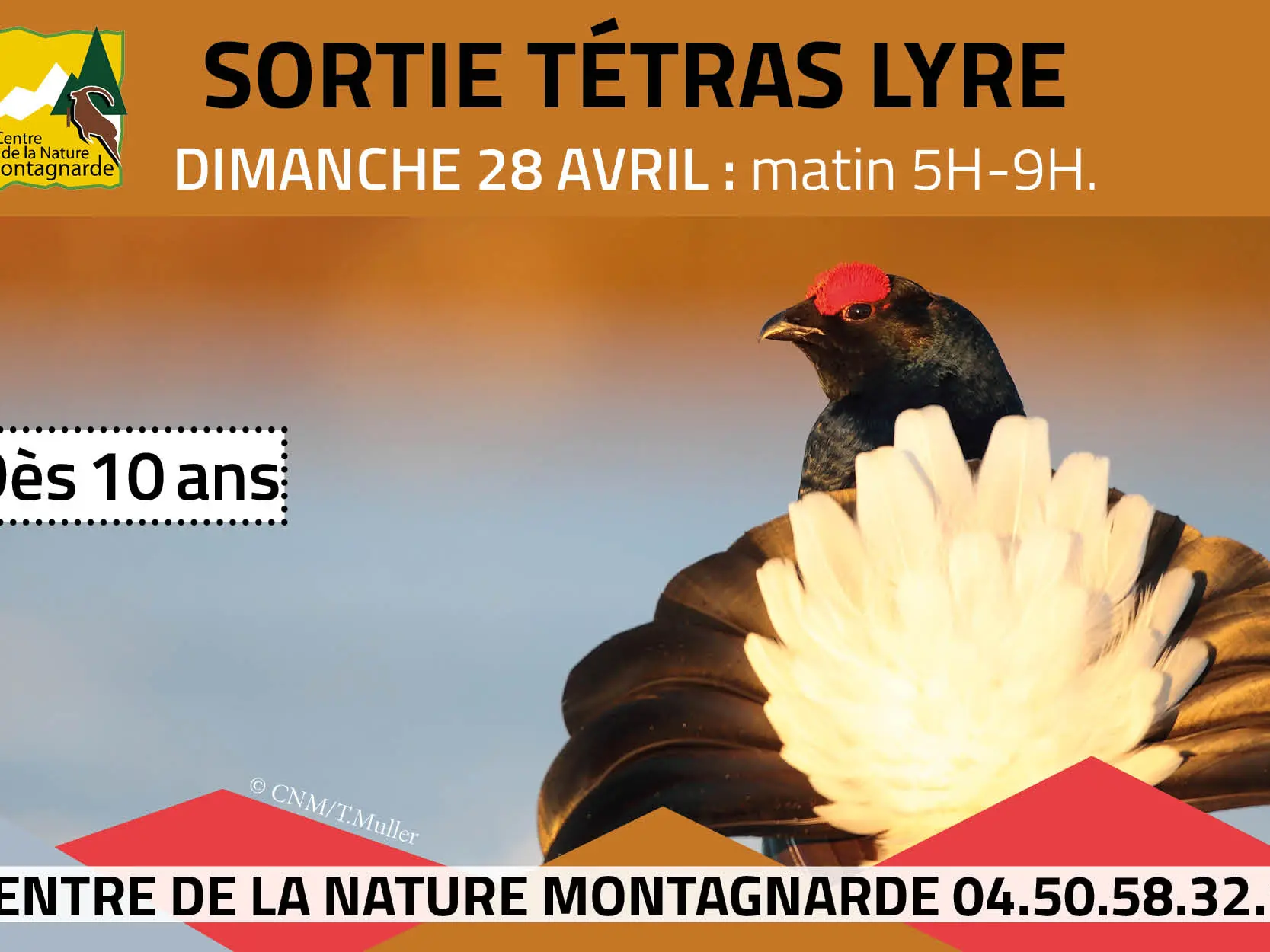 Affiche sortie tétras lyre
