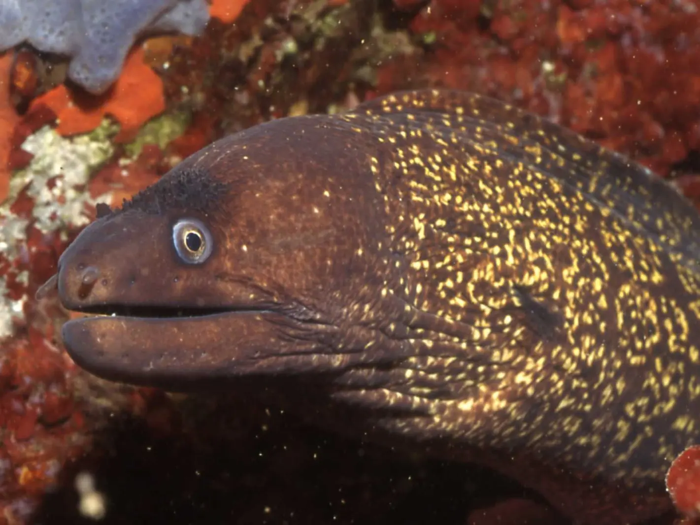 Plongée sous-marine