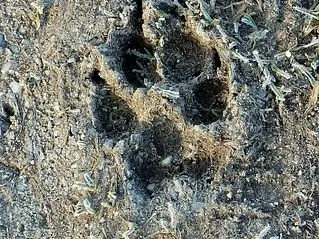 Traces et indices_Arcon