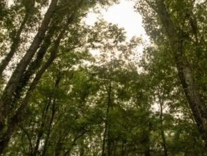Balade naturaliste : Au fil de la rivière - La forêt du bord de rivière_Allex