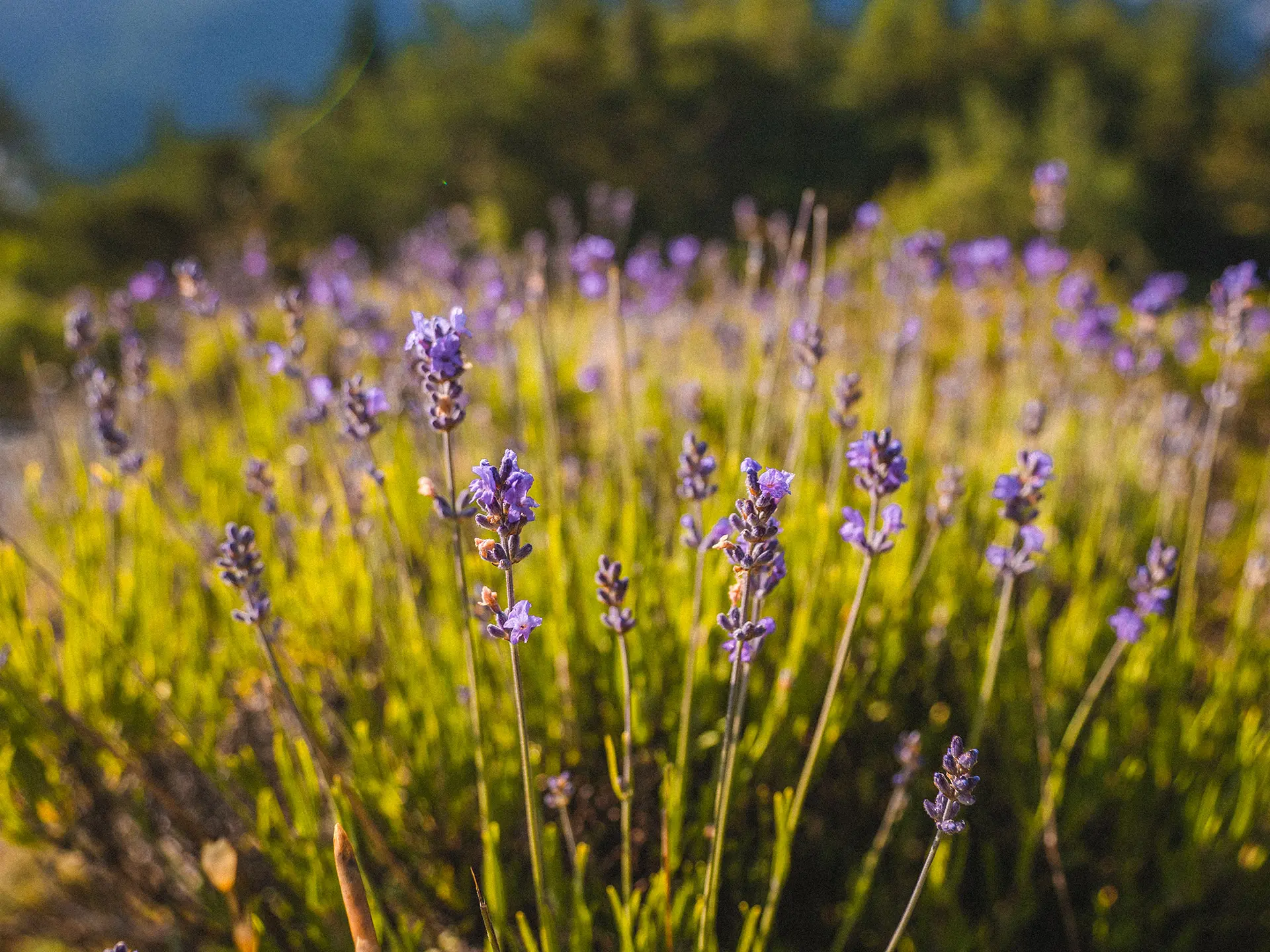 Sentier floristique du Sauze