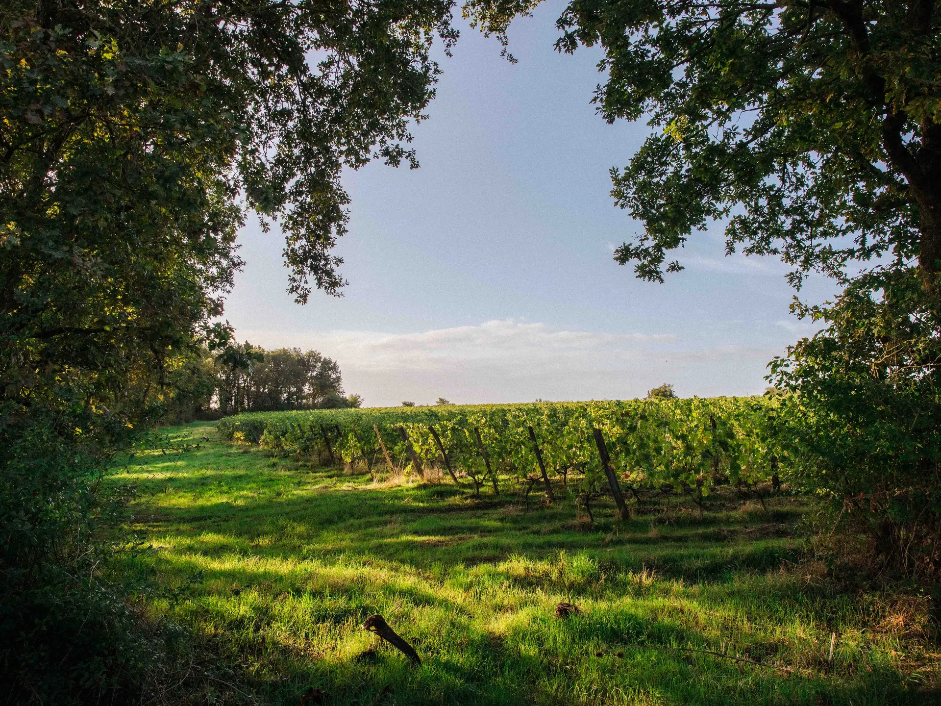 Domaine Dhommé à Chalonnes-sur-Loire