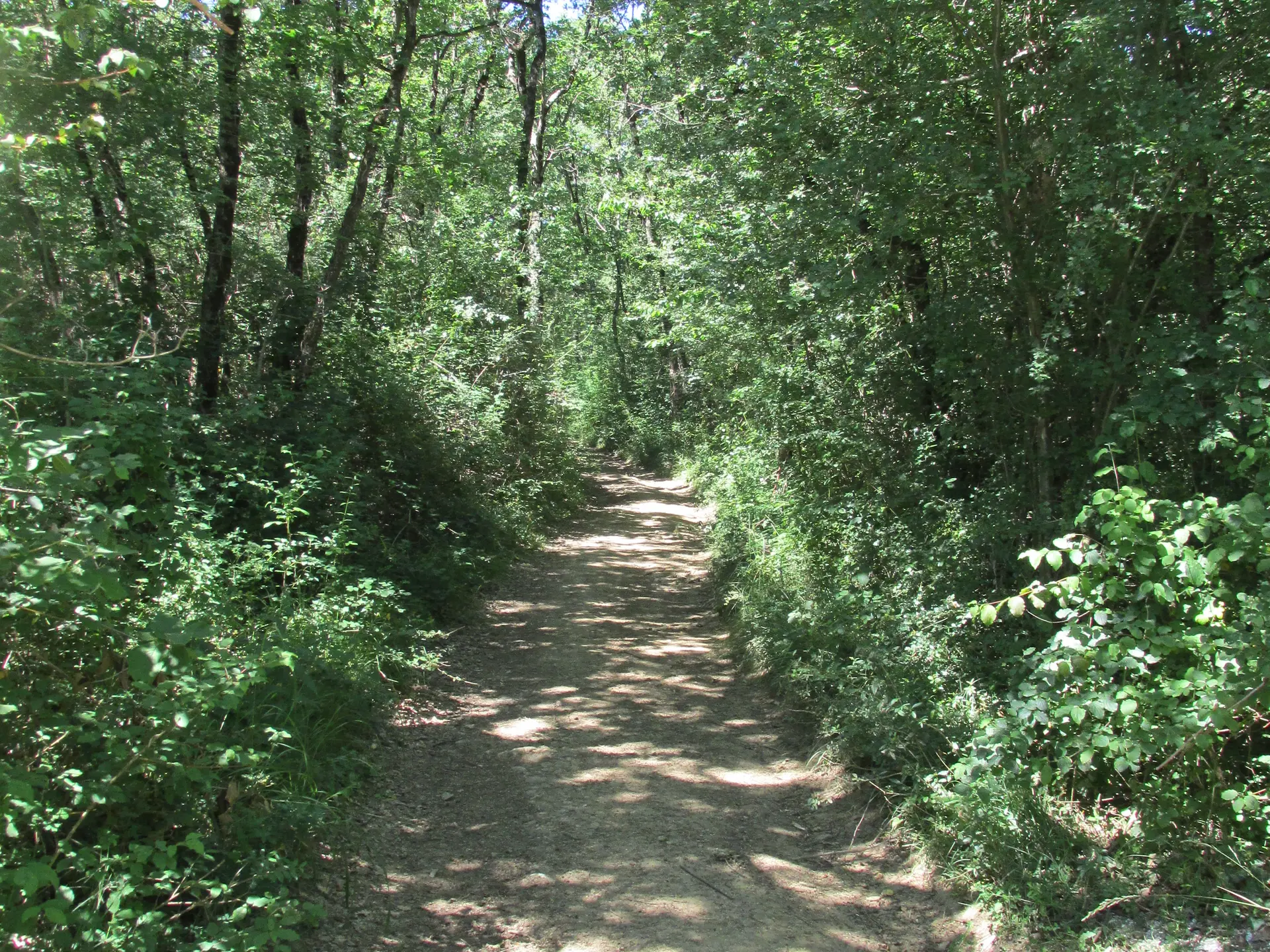 sentier dans les bois