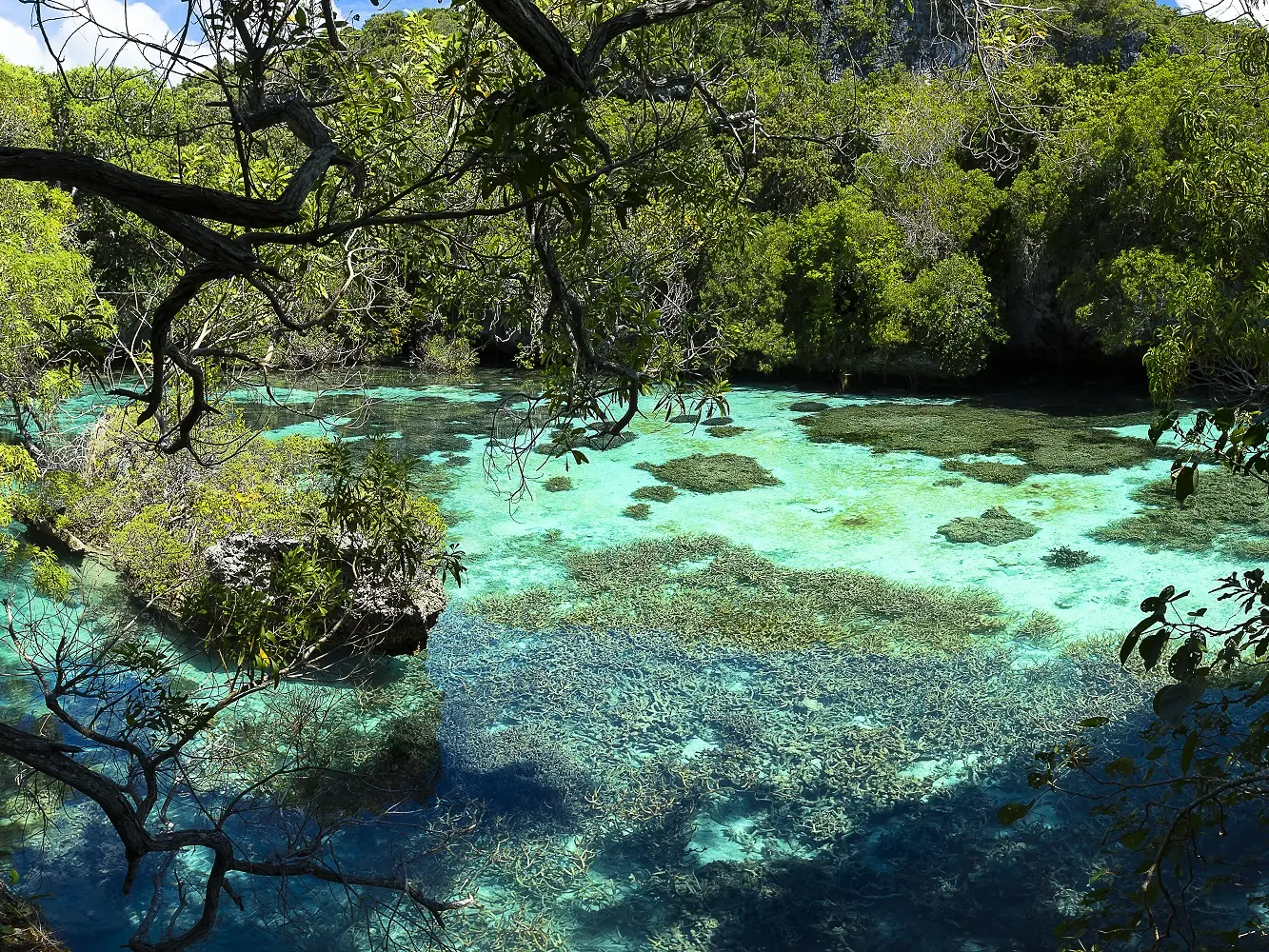 Natural aquarium