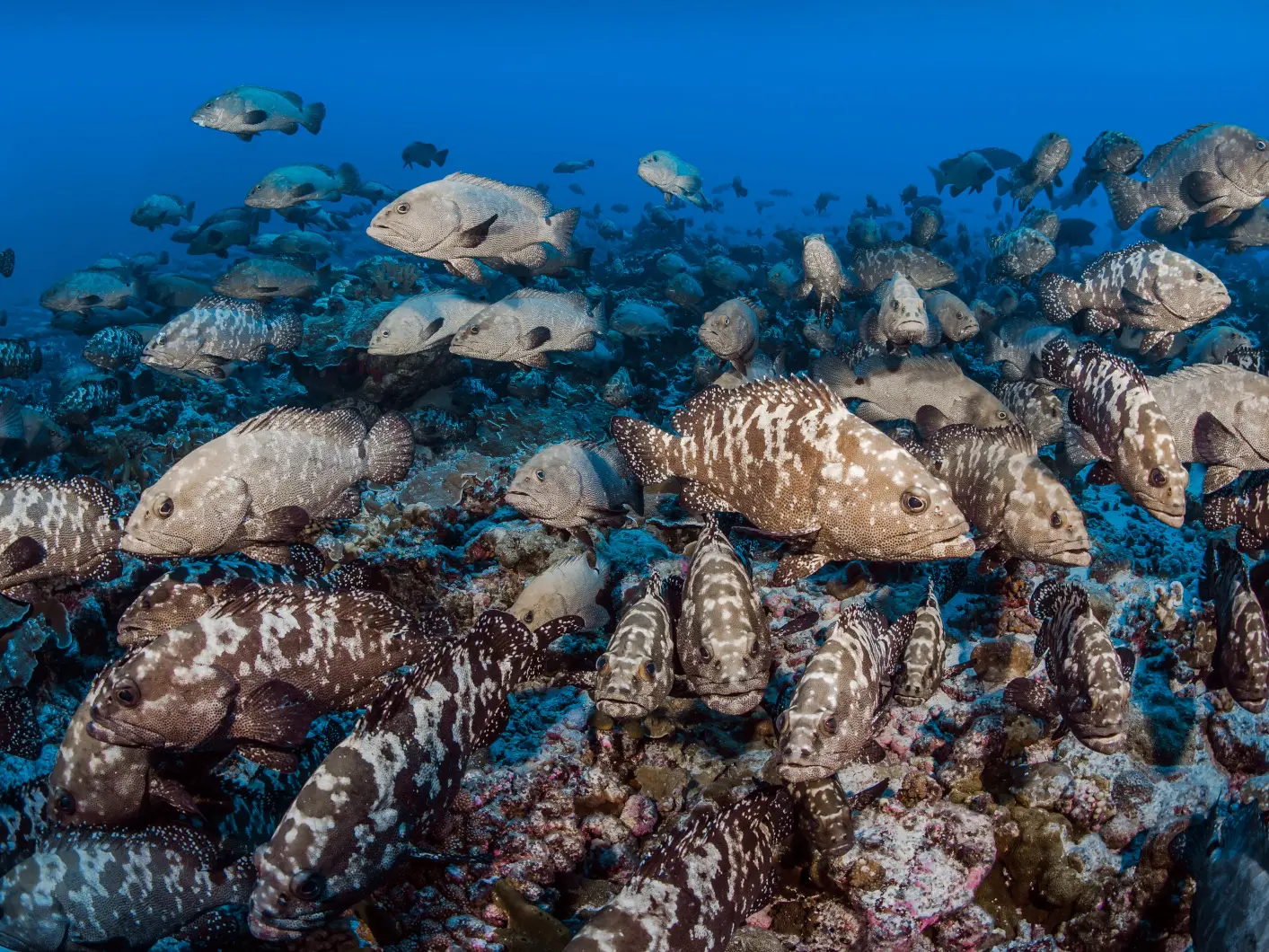 Réserve de Biosphère de Fakarava