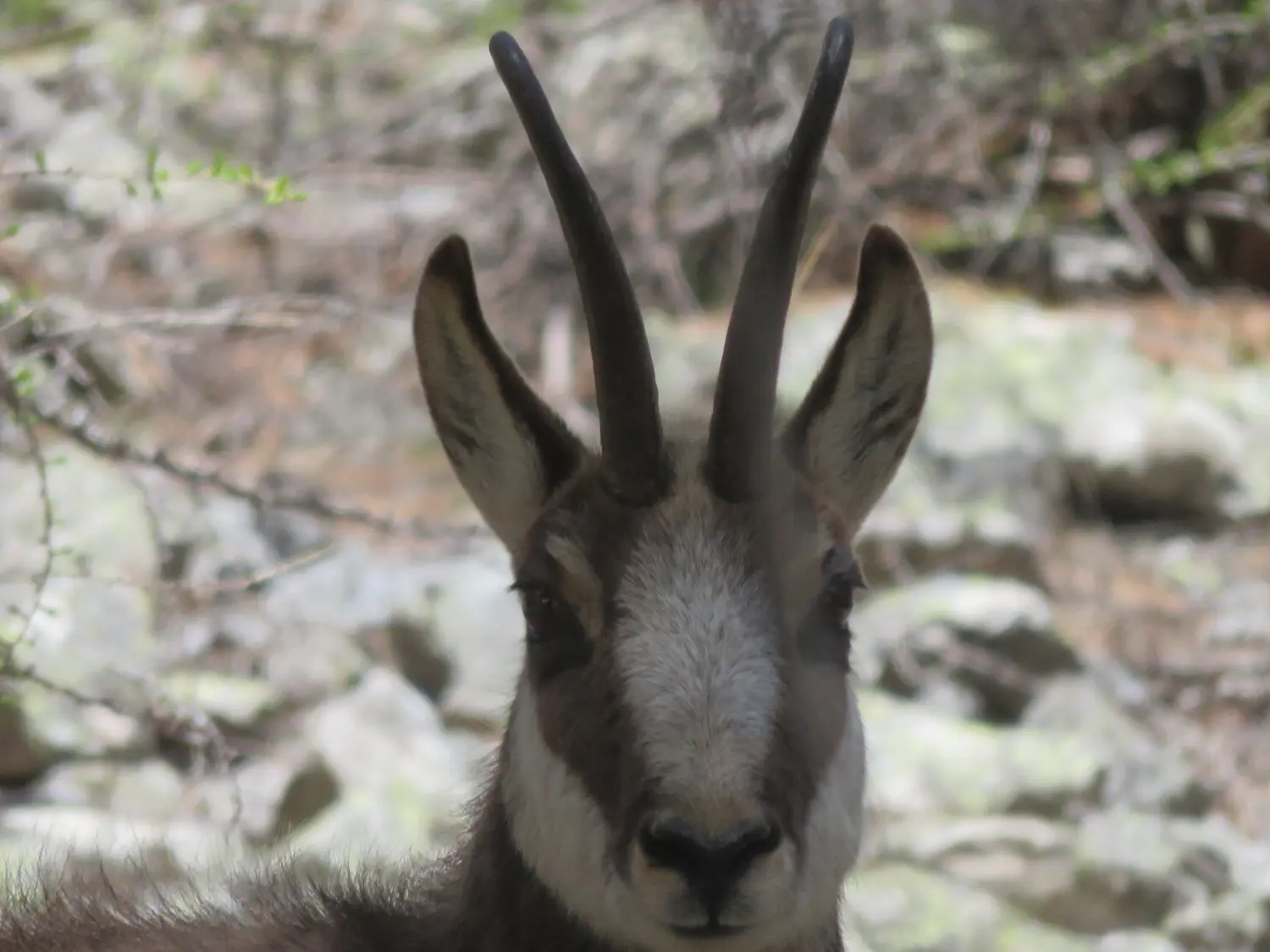 Animaux de là-haut, Rando Alpes