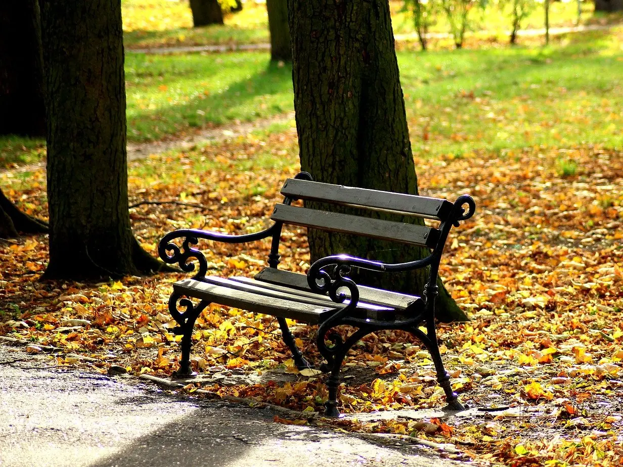 banc dans un parc boisé