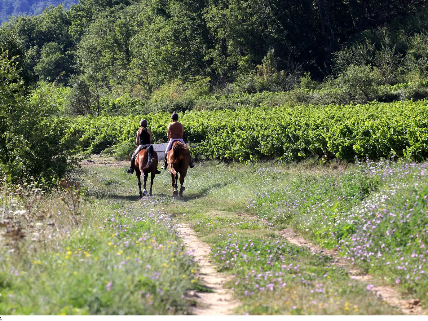 Randonnée à cheval en Provence