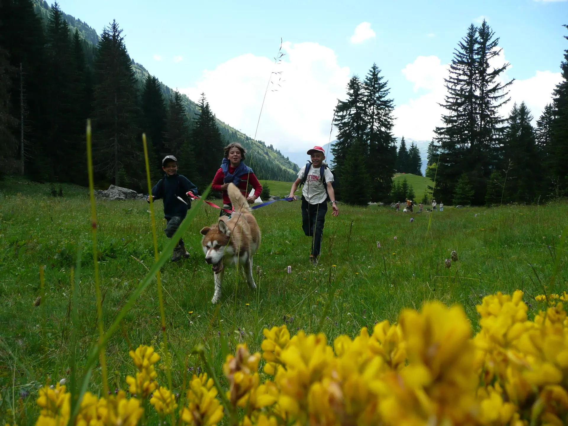 Cani-rando avec un chien et 3 enfants