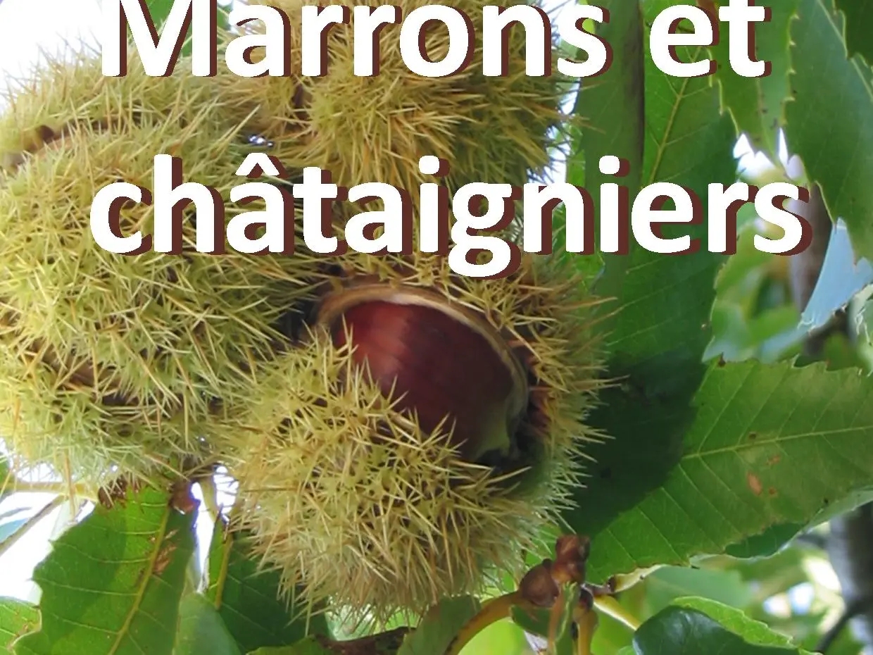 Marrons et châtaigniers