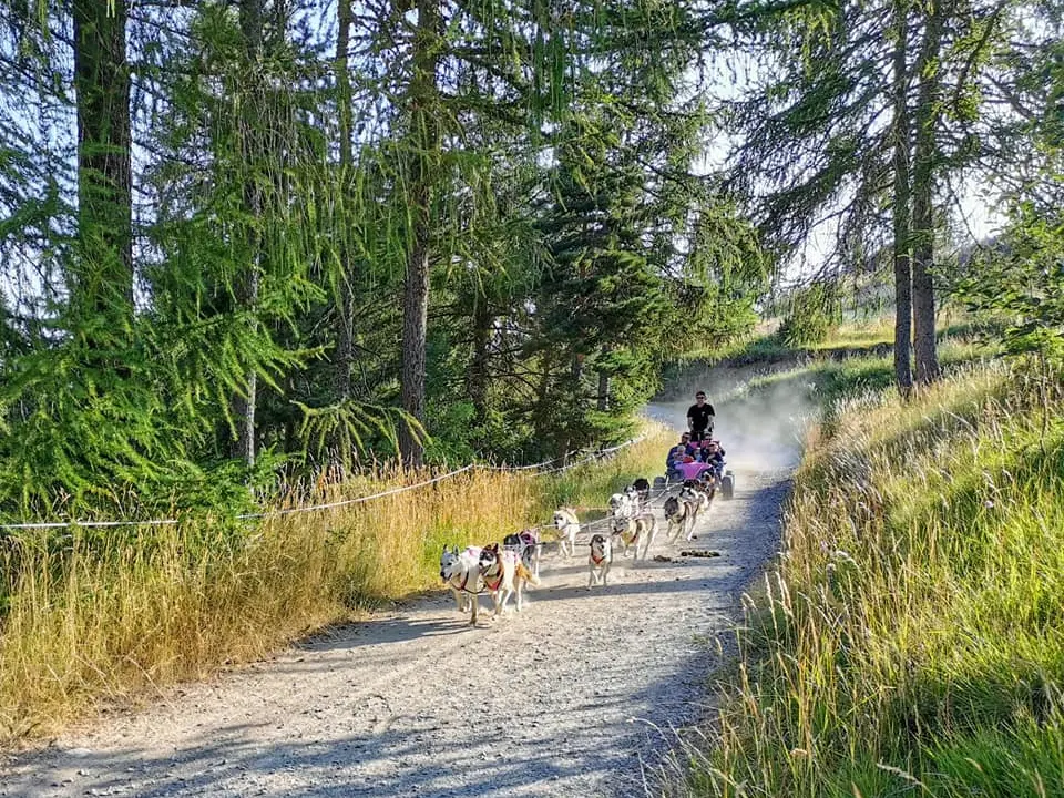 Cani-kart avec Passion Traineau