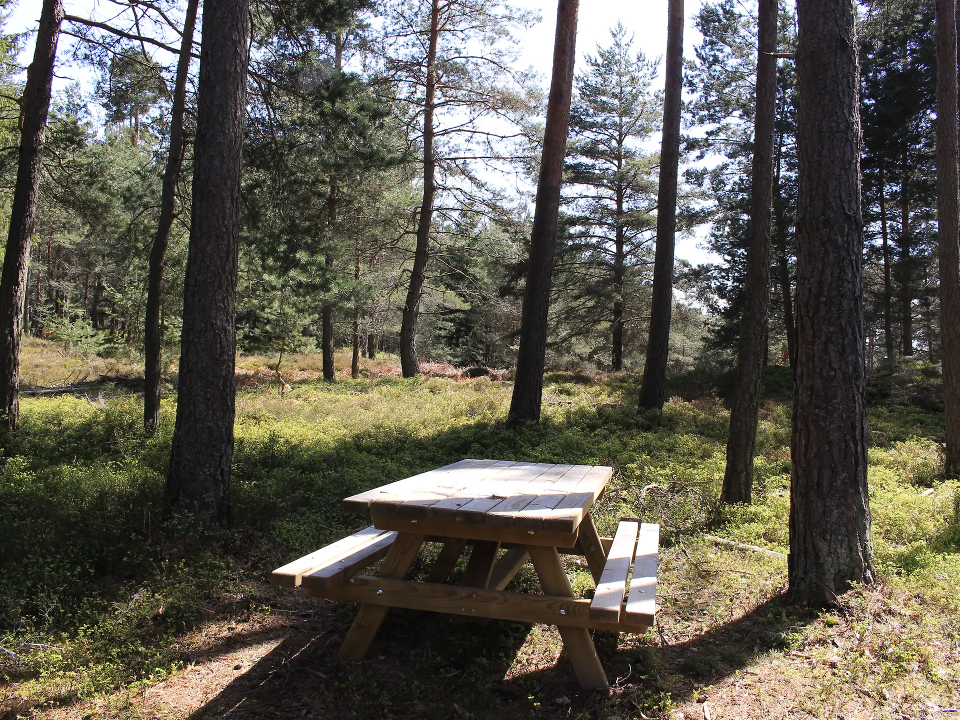 Bois de la Brugne
