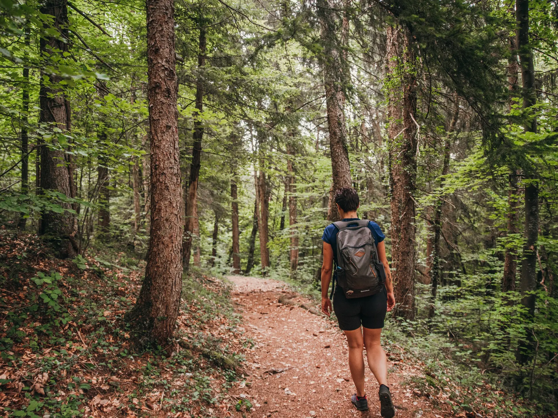 Passage en forêt