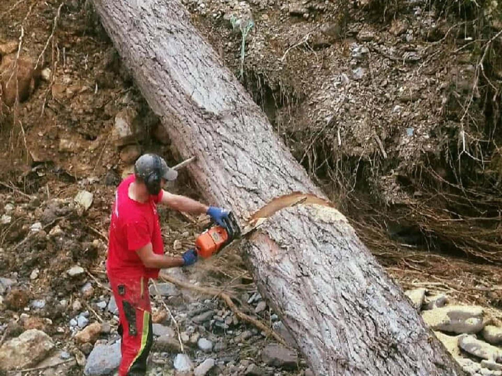 taille tronc d'arbre