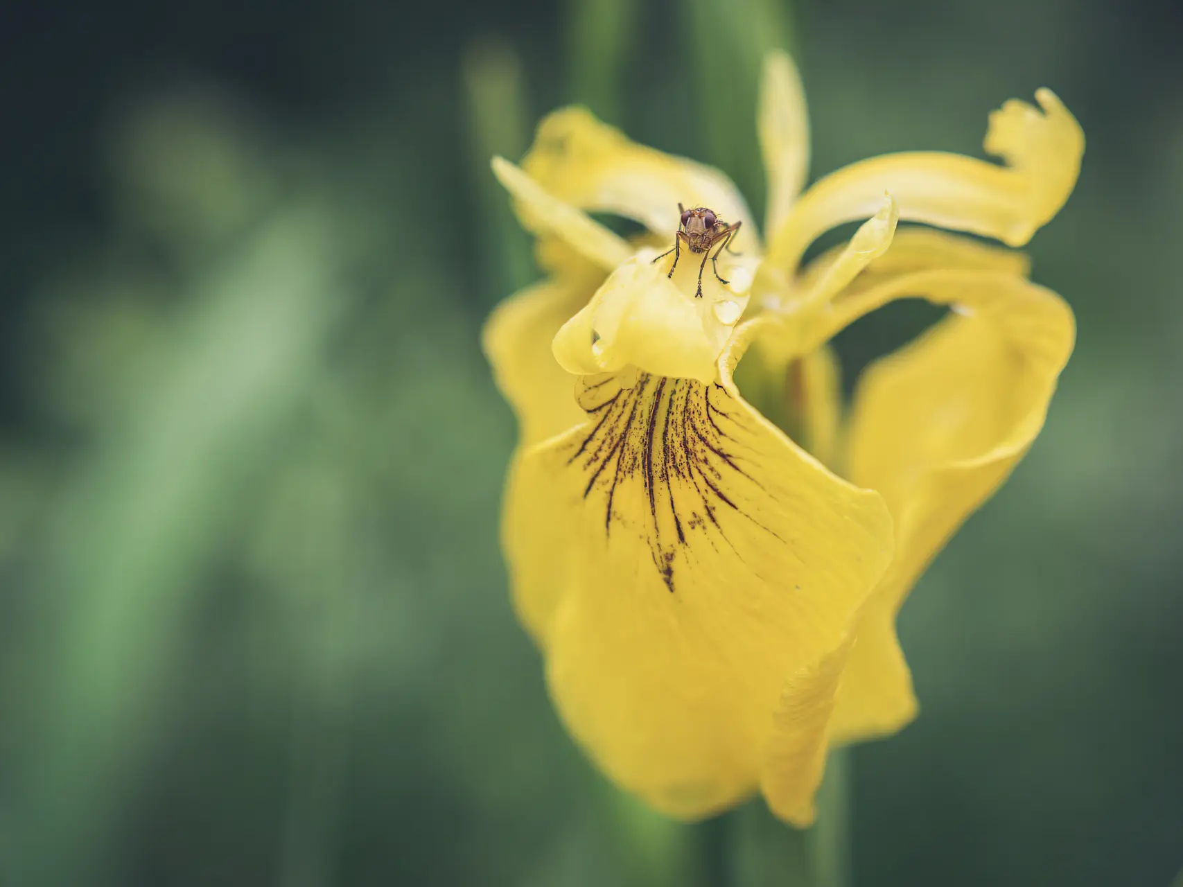 Orchidée avec une araignée