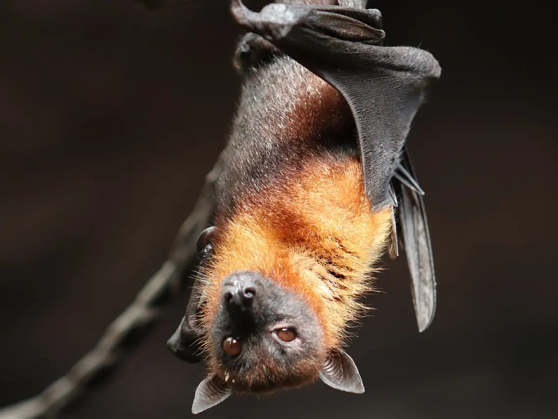 Atelier de fabrication d’un gîte à chauve-souris_Arcon