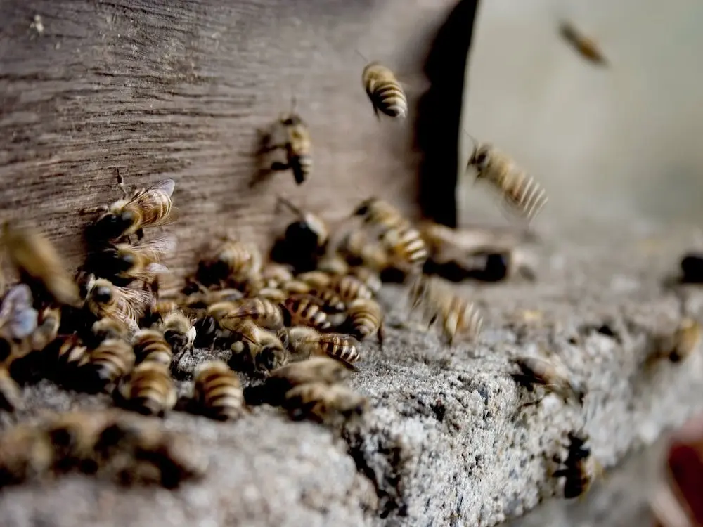 Découverte Apiculture