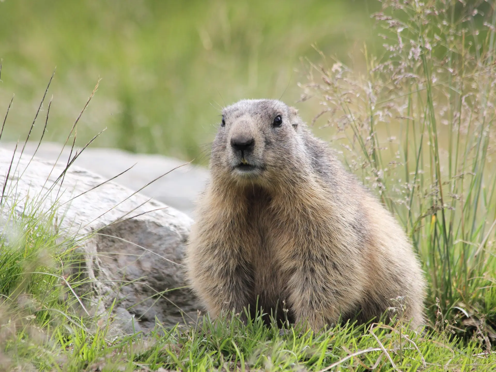Rando marmotte à la journée avec guide_Auzet