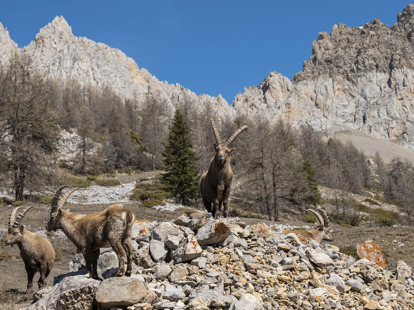 Bouquetins à Villard d'Abas