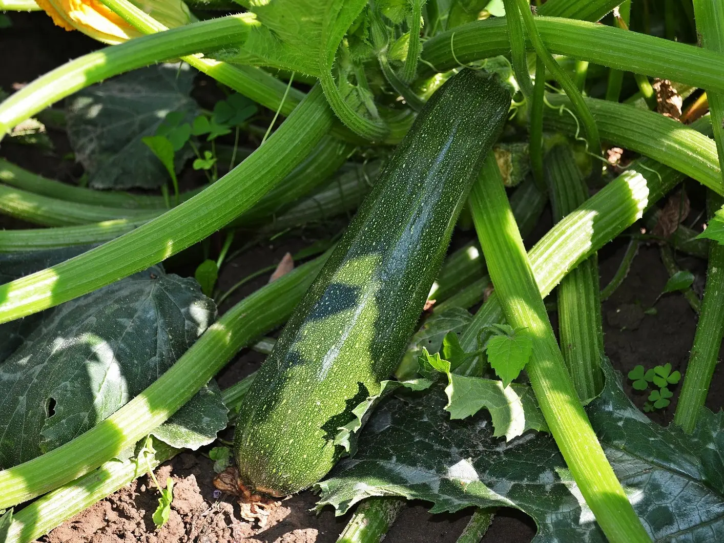 Zucchinis