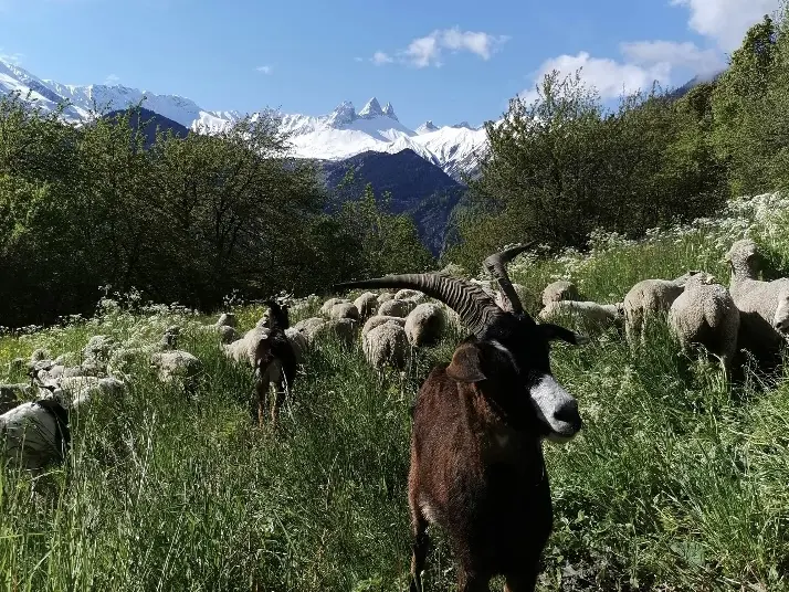 Troupeau de chèvres et moutons