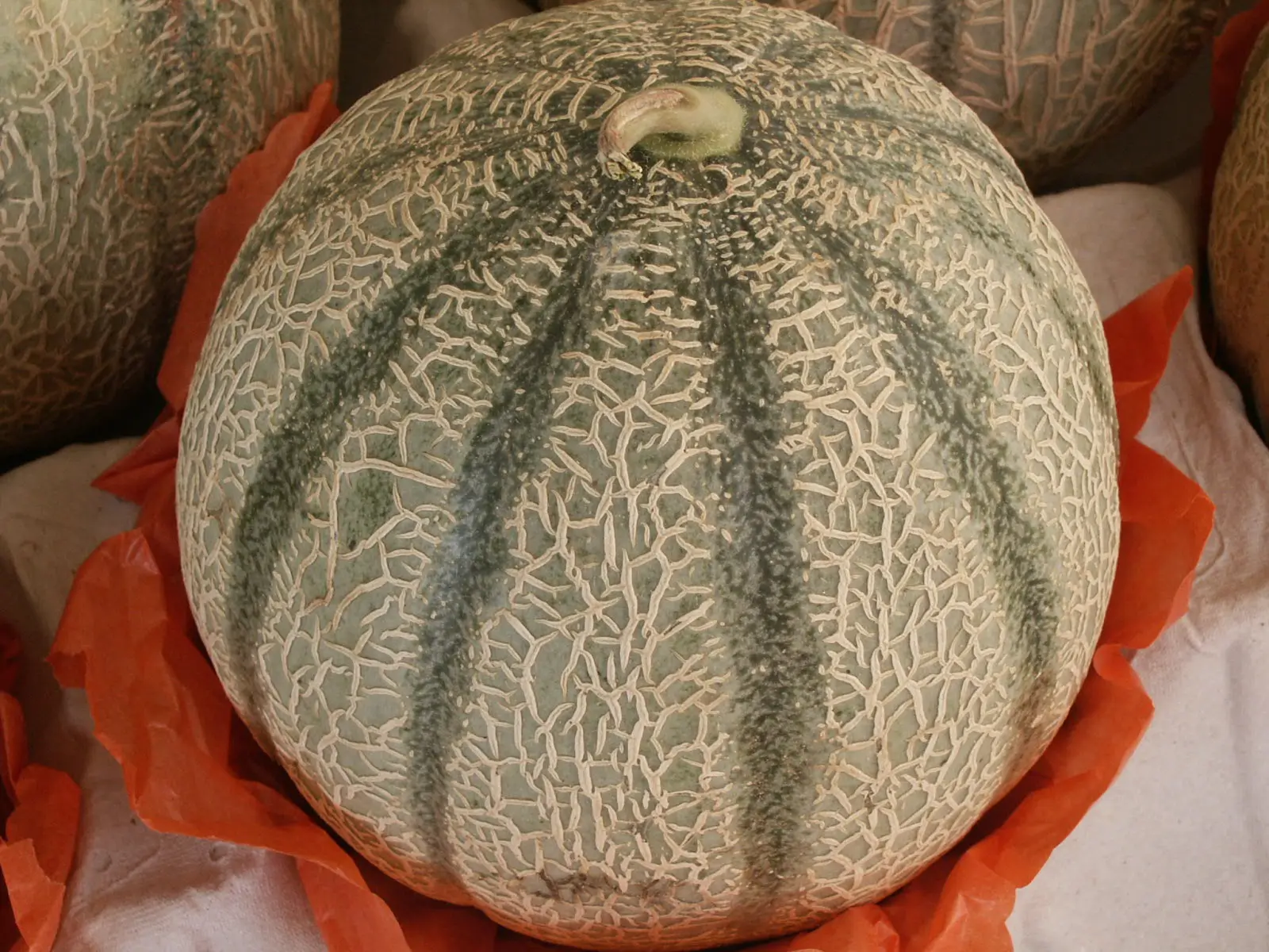 Melon