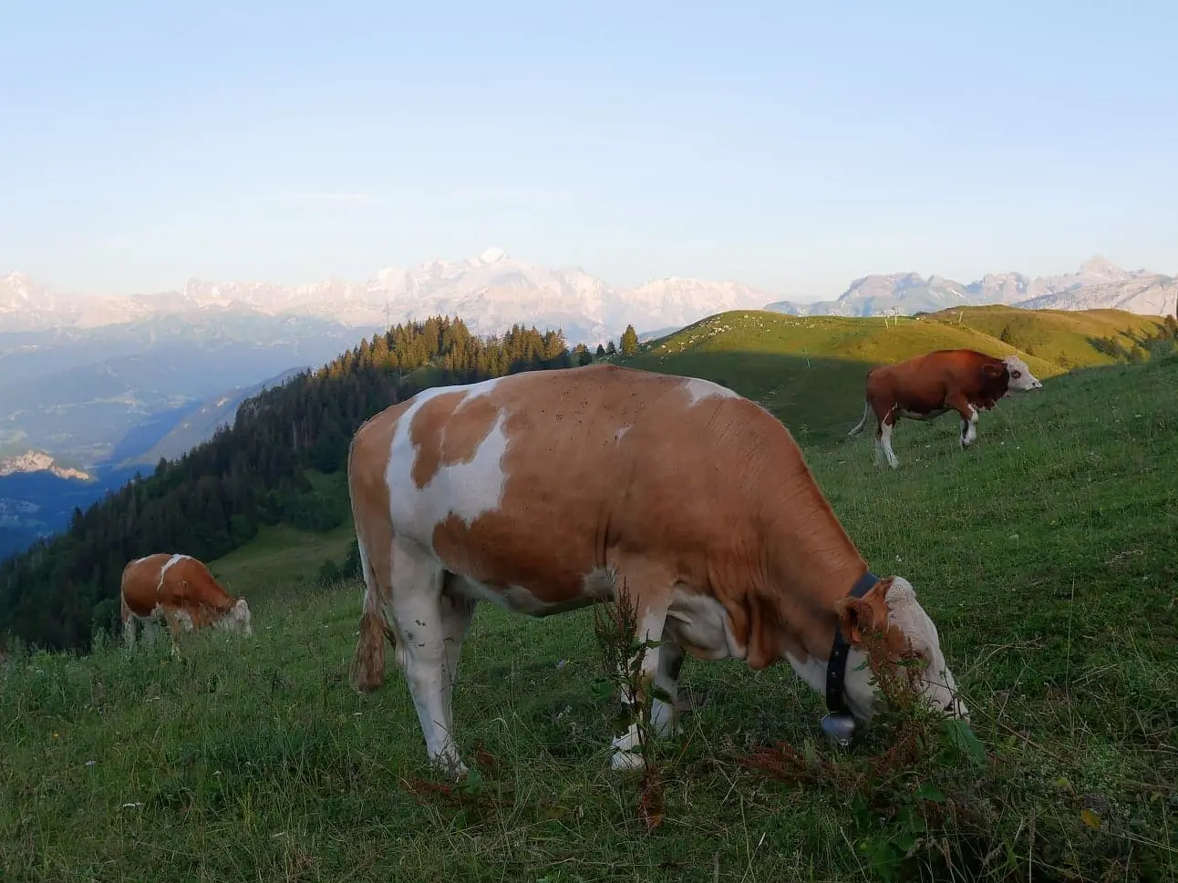 Photo d'une vache dans les Alpages des Brasses