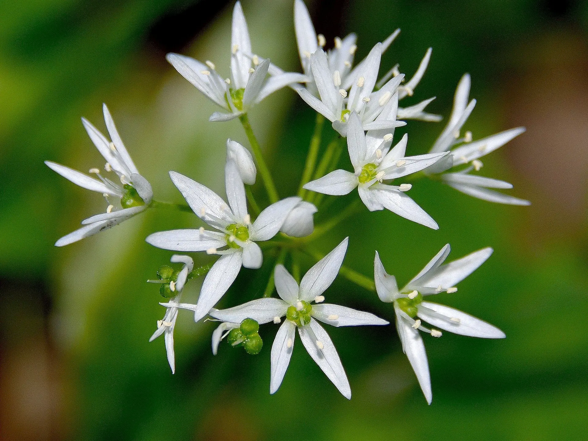 Atelier plantes sauvages et comestibles