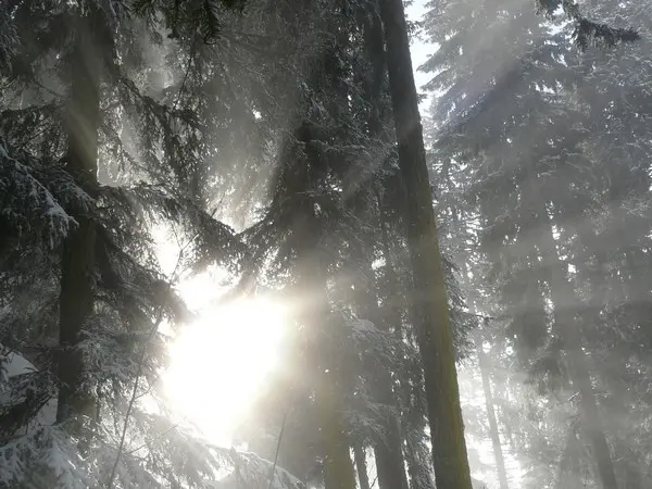 Dans la sérénité de la forêt